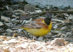 Black-headed Bunting photographed at Jerbourg [JER] on 26/5/2009. Photo: &copy; Mark Lawlor