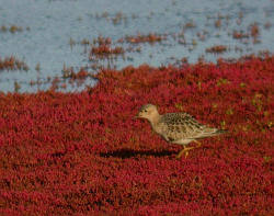 Buff-breasted Sandpiper photographed at L'Eree [LER] on 10/9/2005. Photo: &copy; Mark Lawlor