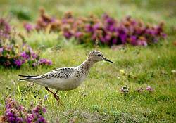 Buff-breasted Sandpiper photographed at Pleinmont [PLE] on 23/9/2007. Photo: &copy; Mark Lawlor