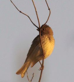 Common Rosefinch photographed at Lihou Headland on 2/6/2006. Photo: &copy; Vic Froome