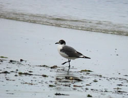 Franklin's Gull photographed at Vazon [VAZ] on 11/6/2006. Photo: &copy; Mark Lawlor