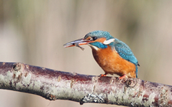 Kingfisher photographed at Vale Pond [VAL] on 14/1/2009. Photo: &copy; Chris Bale