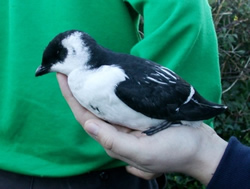 Little Auk photographed at Vale Garage on 3/11/2006. Photo: &copy; Mark Lawlor