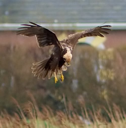 Marsh Harrier photographed at Claire Mare [CLA] on 0/2/2007. Photo: &copy; Colin Radford