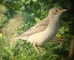 Rose-coloured Starling photographed at Fort Hommet [HOM] on 0/9/2008. Photo: &copy; Judy Down