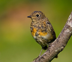Robin photographed at Les Caches on 25/8/2008. Photo: &copy; Barry Wells