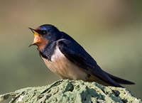 Swallow photographed at Pleinmont on 14/5/2008. Photo: &copy; Paul Hillion